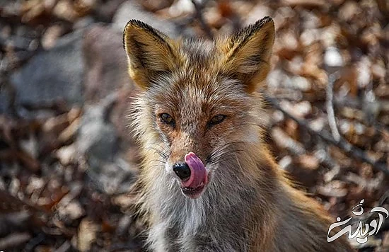 تصاویر منتخب حیات وحش در یک هفته تصاویر منتخب حیات وحش در یک هفته